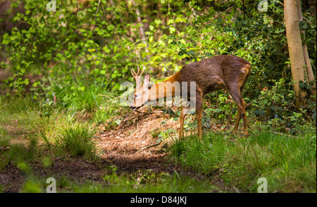 Young buck Rehe Capreolus Capreolus Eingabe einen Patch des Sonnenlichts in Leigh Woods Bristol Stockfoto