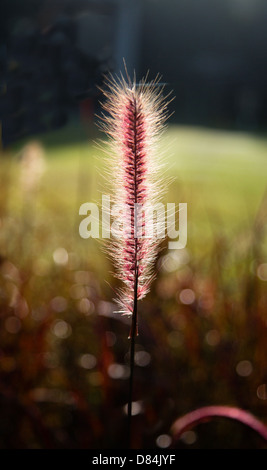 Einzelne Blüte Brunnen Gras vielleicht Lampenputzergras Alopecuroides in einem tropischen Garten Stockfoto