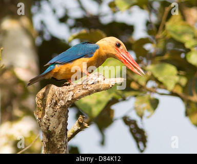 Storch in Rechnung gestellt Kingfisher Pelargopsis Capensis stalking Fisch über dem Kinabatangan Fluss in Sabah Borneo Stockfoto