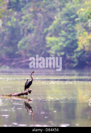 Darter (Anhinga Melanogaster) Angeln in einem Bach aus dem Kinabatangan Fluss in Sabah Borneo Stockfoto