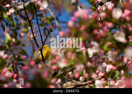 Ein blau-winged Warbler thront in rosa Blume Baum Stockfoto