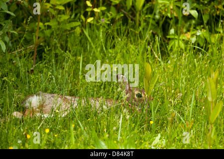 Östlichen Cottontail Kaninchen versteckt in Grass - Sylvilagus floridanus Stockfoto