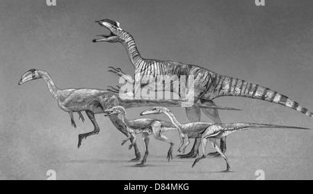 Coelophysoid Vielfalt aus der späten Trias zu frühen Jura-Zeit. Stockfoto