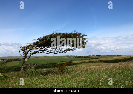 Blackthorn-Baum (Prunus Spinosa) gebogen durch die vorherrschenden Westwinde, South Downs National Park, East Sussex, England, UK Stockfoto