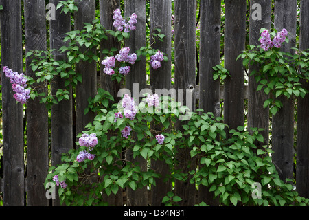 Fliederbusch und Blumen wachsen durch Holz-Zaun Stockfoto