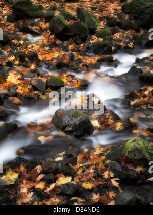 Hunger-Creek und Herbst farbige Blätter Big Leaf Maple. Columbia River Gorge National Scenic Bereich, Oregon Stockfoto