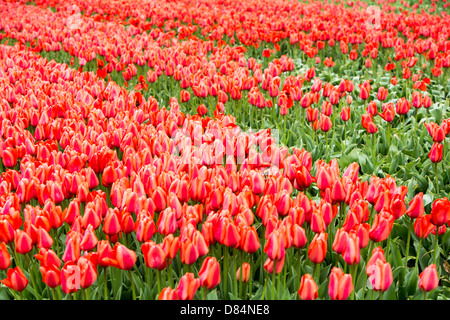 Tulpenfelder in der Nähe von Keukenhof, Lisse, Niederlande. Stockfoto