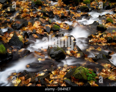 Hunger-Creek und Herbst farbige Blätter Big Leaf Maple. Columbia River Gorge National Scenic Bereich, Oregon Stockfoto