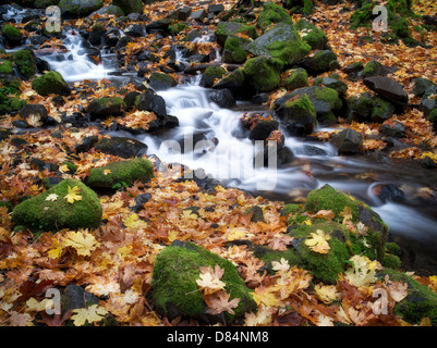 Hunger-Creek und Herbst farbige Blätter Big Leaf Maple. Columbia River Gorge National Scenic Bereich, Oregon Stockfoto