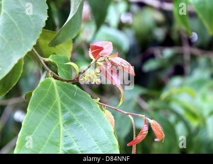 Lololikka, rote Stachelbeere Stockfoto