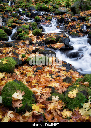 Hunger-Creek und Herbst farbige Blätter Big Leaf Maple. Columbia River Gorge National Scenic Bereich, Oregon Stockfoto