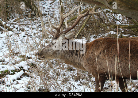 Nahaufnahme von Reifen antlered Rotwild Hirsch (Cervus Elaphus) Trog ein Wald inmitten der Winter Wandern Stockfoto