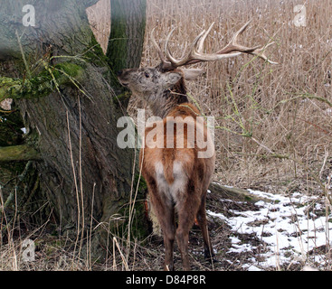 Nahaufnahme von einem Reifen antlered Rotwild Hirsch (Cervus Elaphus) inmitten der Winter an Oostvaardersplassen, Flevoland, Niederlande Stockfoto