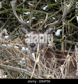 Nahaufnahme einer Reifen antlered Rotwild Hirsch (Cervus Elaphus) versteckt im dichten Wald Stockfoto