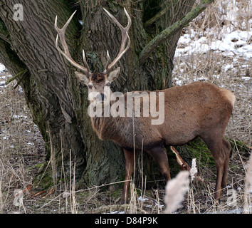 Nahaufnahme einer Reifen antlered Rotwild Hirsch (Cervus Elaphus) inmitten der winter Stockfoto