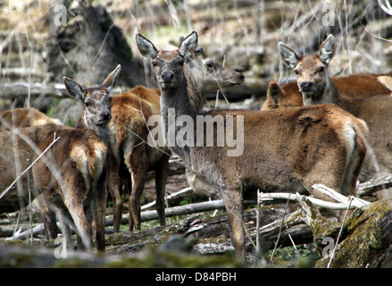 Nahaufnahme einer Herde von reifen roten Rotwild Hirsche und tut (Cervus Elaphus) Stockfoto