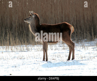 Nahaufnahme von einem Reifen Rotwild Doe (Cervus Elaphus) inmitten der Winter an Oostvaardersplassen, Flevoland, Niederlande Stockfoto