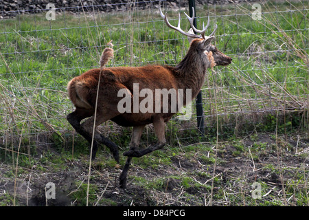 Nahaufnahme einer Reifen antlered Rotwild Hirsch (Cervus Elaphus) läuft schnell an einen Zaun an Oostvaardersplassen, Niederlande Stockfoto