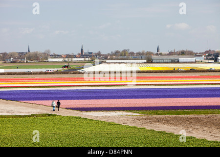 Tulpe und Hyazinthe Felder in der Nähe von Keukenhof Gärten, Lisse, Niederlande. Stockfoto