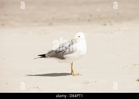 Möwe am Strand Stockfoto