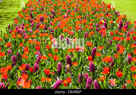 Die weltberühmten Keukenhof Gardens in der Nähe von Lisse, Holland, das beste Frühlingspark der Welt. Stockfoto