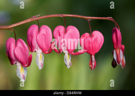 Lamprocapnos Spectabilis. Tränendes Herz Blumen in einem englischen Garten. Stockfoto