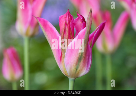 Tulipa Viridiflora "Virichic" in einem englischen Garten. Stockfoto