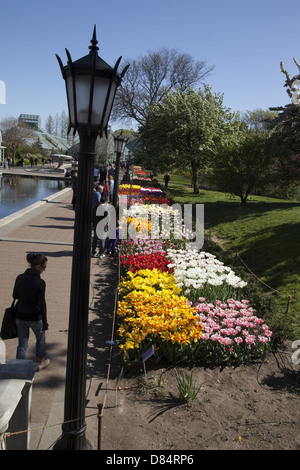 Tulpe Betten im Brooklyn Botanic Garden, Brooklyn, New York. Stockfoto