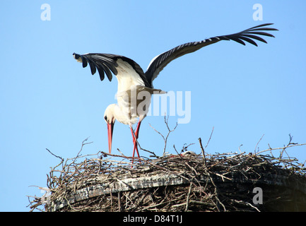 Erwachsene männliche Weißstorch (Ciconia Ciconia) Landung auf dem nest Stockfoto