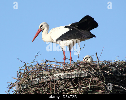 Erwachsene männliche Weißstorch (Ciconia Ciconia) auf dem nest Stockfoto