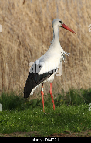 Erwachsene männliche Weißstorch (Ciconia Ciconia) Stockfoto