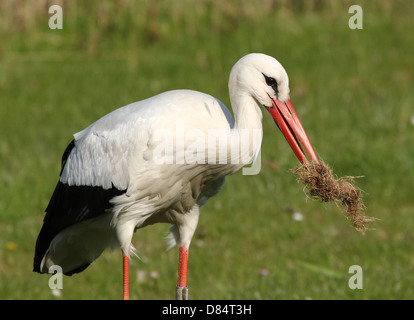 Sehr detaillierte Nahaufnahme von einer erwachsenen männlichen Weißstorch (Ciconia Ciconia) sammeln Nistmaterial Stockfoto