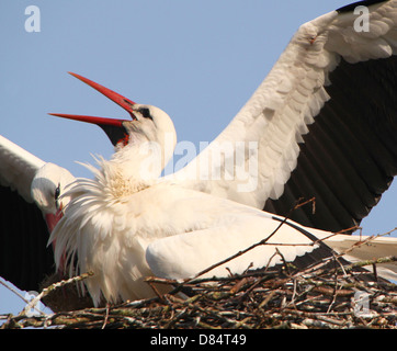 Detaillierte Nahaufnahme laut Rechnung Klappern durch einen erwachsenen männlichen Weißstorch (Ciconia Ciconia) auf dem Nest (Serie von 7 Bilder) Stockfoto