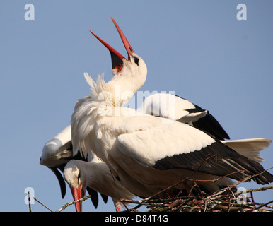 Detaillierte Nahaufnahme laut Rechnung Klappern durch einen erwachsenen männlichen Weißstorch (Ciconia Ciconia) auf dem Nest (Serie von 7 Bilder) Stockfoto