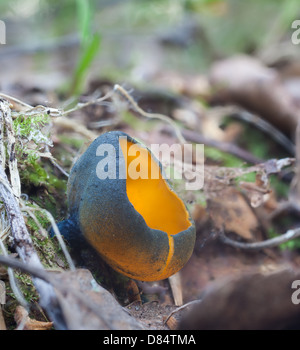 Frühling orange Peel Pilz Stockfoto