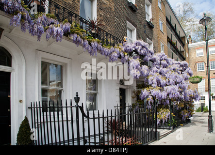 Glyzinien, Glycin, Marylebone, London, England, UK, Europa, Stockfoto