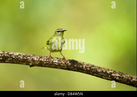 Palm Warbler Vogel sitzend auf einem Ast in Costa Rica, Mittelamerika Stockfoto