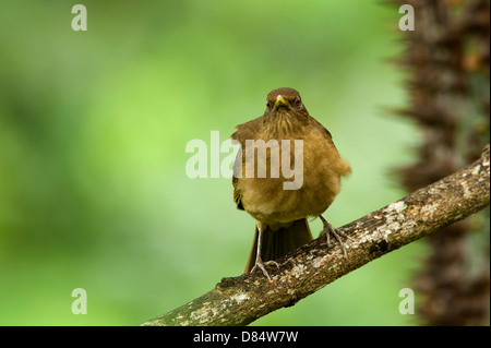 Clay-Colored Robin Vogel sitzend auf einem Ast in Costa Rica, Mittelamerika Stockfoto