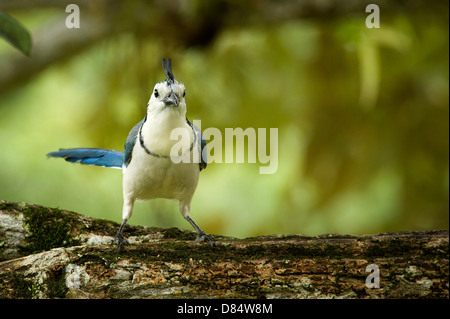 weiße-throated Elster-Jay Vogel sitzend auf einem Ast in Costa Rica, Mittelamerika Stockfoto