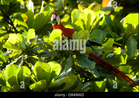 hellroten Aras Vogel saß auf einem Ast und Essen eine Avocado in Costa Rica, Mittelamerika Stockfoto