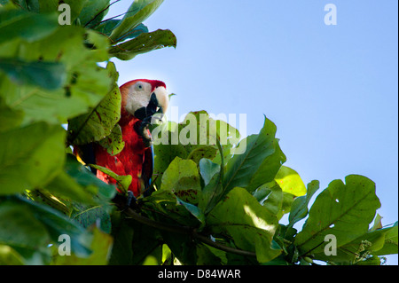 hellroten Aras Vogel saß auf einem Ast und Essen eine Avocado in Costa Rica, Mittelamerika Stockfoto