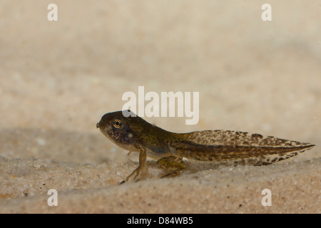 Eine graue Laubfrosch Kaulquappe in Metamorphose - Hyla versicolor Stockfoto