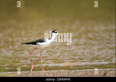 Schwarzhals-Stelzenläufer Vogel zu Fuß in einen Mangrovenwald in Costa Rica, Mittelamerika Stockfoto