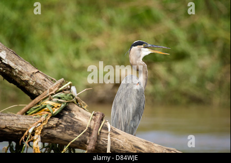 Great Blue Heron, Vogel zu Fuß in einen Mangrovenwald in Costa Rica, Mittelamerika Stockfoto