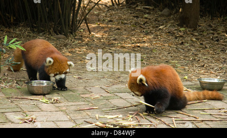 Panda Breeding and Research Centre, Chengdu China Stockfoto