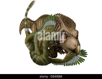 Ein Velociraptor Mongoliensis greift ein Protoceratops Andrewsi. Stockfoto