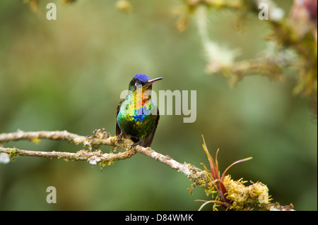 feurig-throated Kolibri thront auf einem Ast in Costa Rica, Mittelamerika Stockfoto