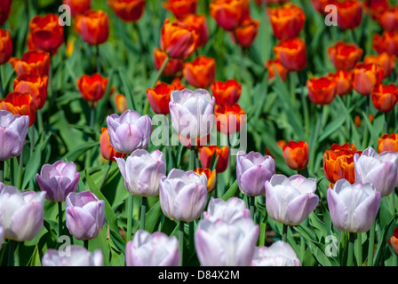 Outdors rot-lila Tulpen im Frühling Stockfoto