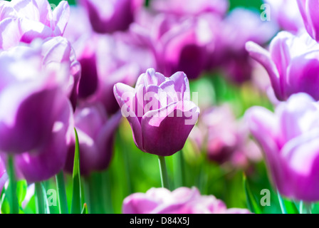 violette Tulpen im Frühjahr, unter der strahlenden Sonne Stockfoto
