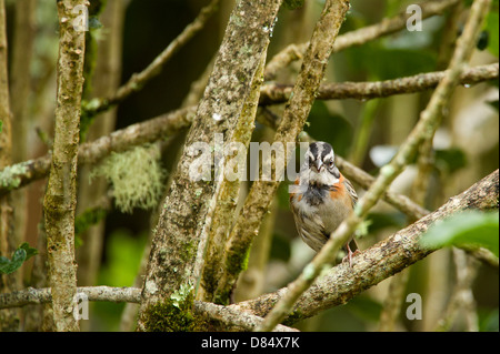 Rufous-Kragen Sparrow thront auf einem Ast in Costa Rica, Mittelamerika Stockfoto